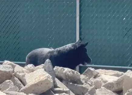 Togo, pastor alem&aacute;n, localiza v&iacute;ctimas en derrumbe CDMX