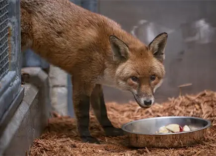 Zorro rojo poliz&oacute;n llega a zool&oacute;gico del Bronx en Nueva York