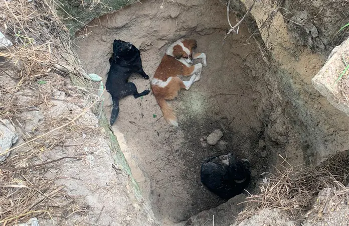 Bomberos rescatan tres mascotas