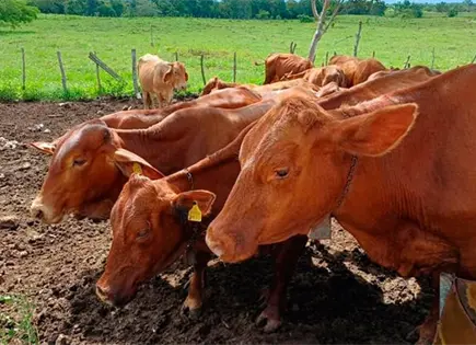 Se disparan los casos de gusano barrenador