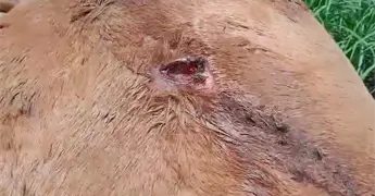 En un d&iacute;a, siete nuevos casos de barrenador; suman 59