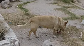 Presionar&aacute;n con 17 mil firmas avance de "Ley Hope"