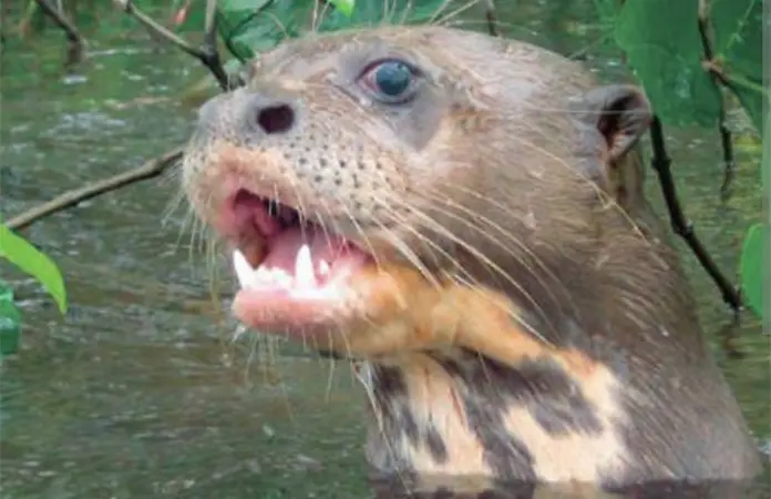 Nutrias, señal de buen estado de ríos: ecólogo