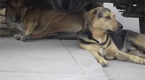 Vagan en San Luis hasta 400 mil perros Vagan en San Luis hasta 400 mil perros