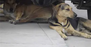 Vagan en San Luis hasta 400  mil perros