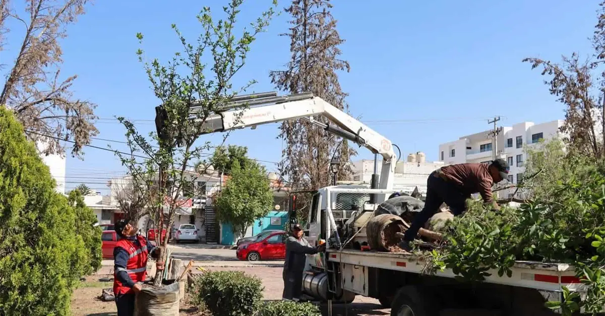 Ayuntamiento responde por poda en jard&iacute;n de Virreyes