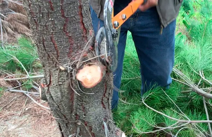 Podan pinos del jardín Juan Ruiz de Alarcón