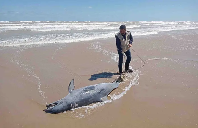 Usan delfines como carnada para tiburones