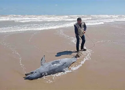 Usan delfines como carnada para tiburones