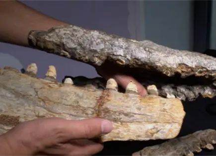 Identifican nuevo mosasaurio marino en noreste de M&eacute;xico