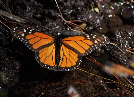 Semarnat reporta aumento del 64% en mariposa monarca 2025-2026