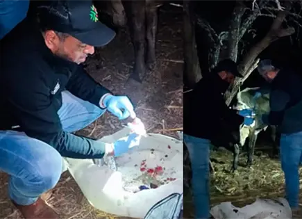 Confirman otro caso de gusano barrenador