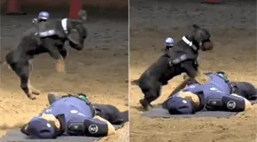 Paco, el perro salvavidas de Madrid que conquista las redes