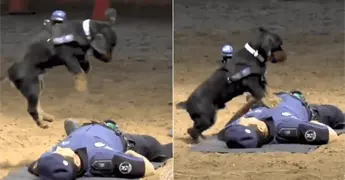 Paco, el perro salvavidas de Madrid que conquista las redes