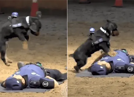 Paco, el perro salvavidas de Madrid que conquista las redes