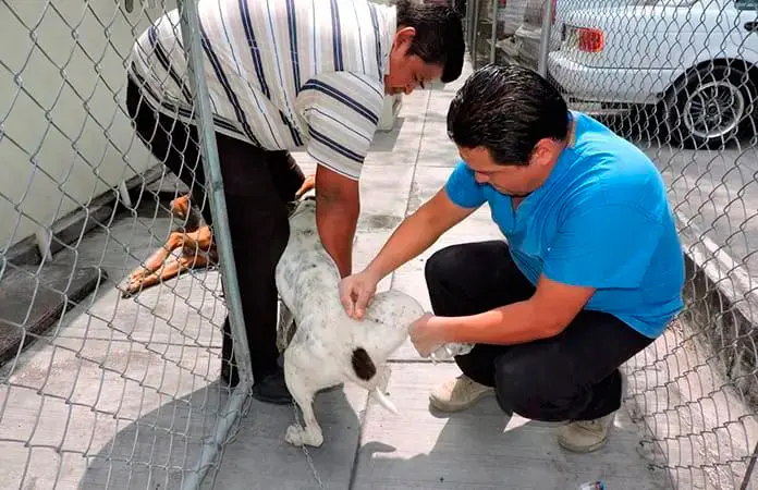 Arranca campaña antirrábica en Pozos