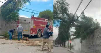 Ventarrones tumban varios &aacute;rboles