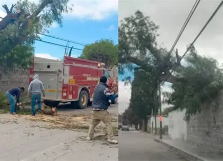 Ventarrones tumban varios &aacute;rboles
