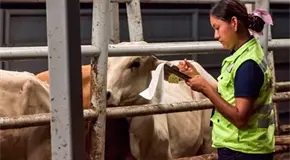 Abandono deton&oacute; plaga de barrenador en la Huasteca