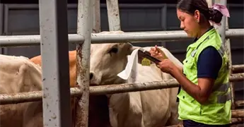 Abandono deton&oacute; plaga de barrenador en la Huasteca