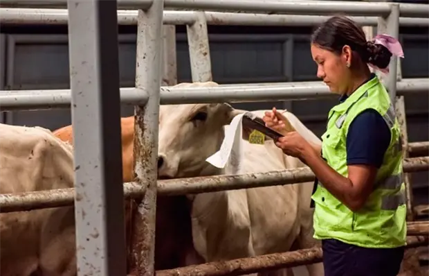 Se disparan casos de barrenador en SLP Se disparan casos de barrenador en SLP