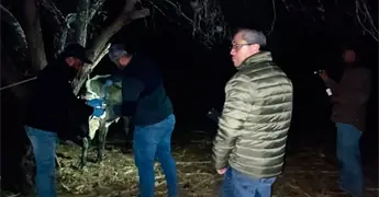 Buscan erradicar la brucelosis