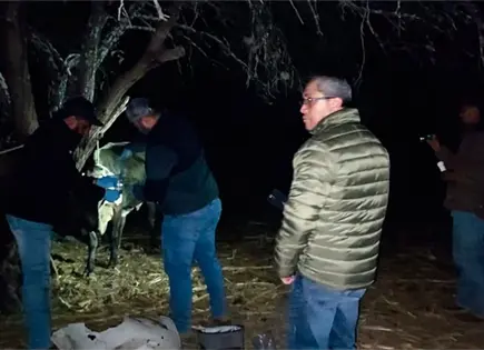 Buscan erradicar la brucelosis