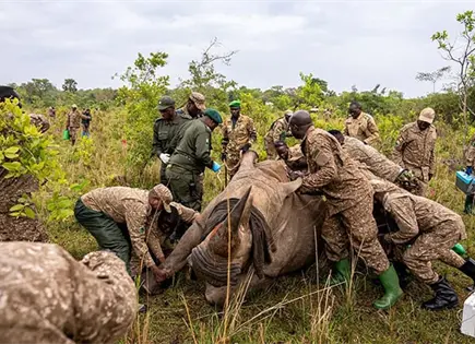 Vuelven rinocerontes a área de Uganda Vuelven rinocerontes a área de Uganda