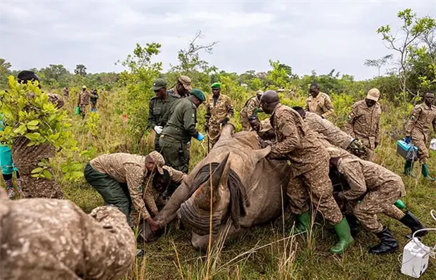 Vuelven rinocerontes a &aacute;rea de Uganda