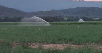 Riegan campos de ca&ntilde;a todo el d&iacute;a