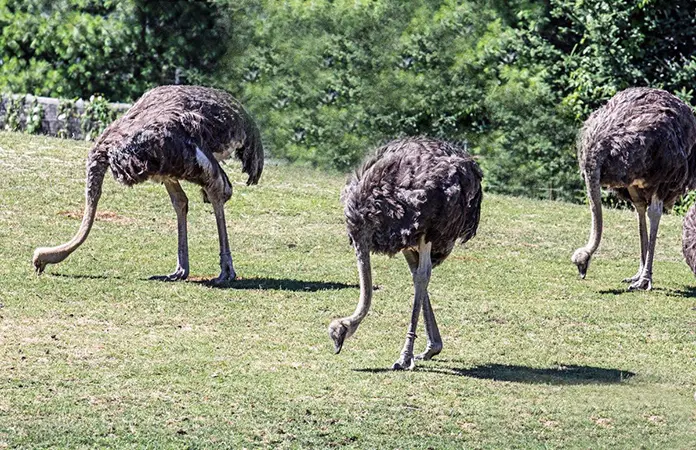 MITOS Y MENTIRAS SOBRE Animales