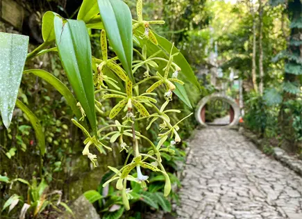 Celebran D&iacute;a Nacional de la Orqu&iacute;dea en Las Pozas de Xilitla