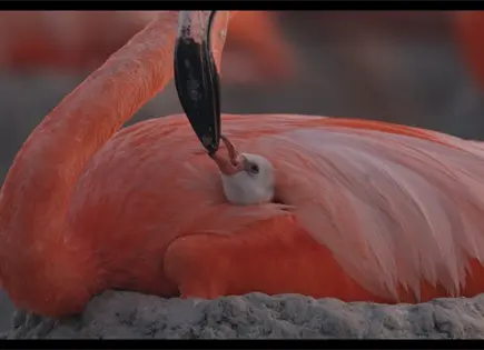 "Flamingos, la vida despu&eacute;s del meteorito" llega a cines este 26 de marzo