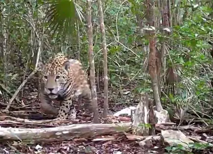 Avistan por primera vez a jaguar en Sierra Gorda de Guanajuato