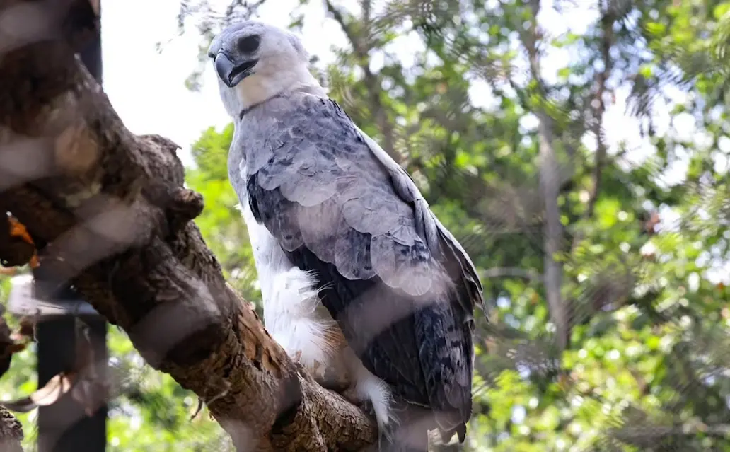 Águila arpía llega a zoológico Zoomat en Tuxtla Gutiérrez