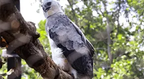 Águila arpía llega a zoológico Zoomat en Tuxtla Gutiérrez