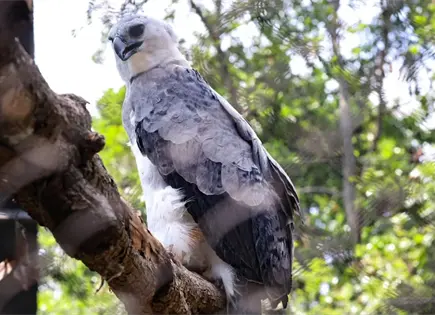 Águila arpía llega a zoológico Zoomat en Tuxtla Gutiérrez Águila arpía llega a zoológico Zoomat en Tuxtla Gutiérrez