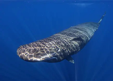 Cient&iacute;ficos observan parto de cachalotes en Dominica