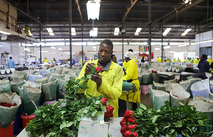 Golpeada, la industria floral de Kenia