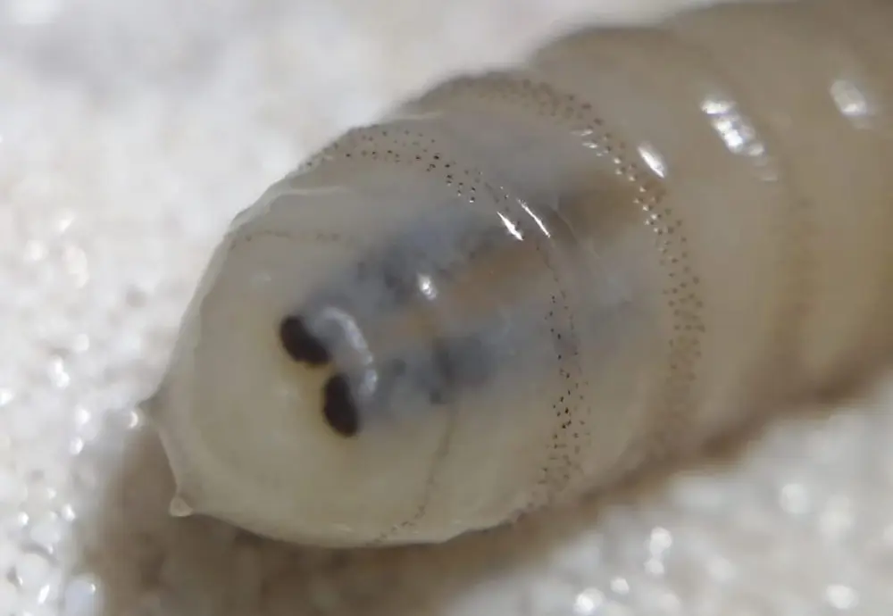 Reportan dos nuevos casos de miasis por barrenador en humanos