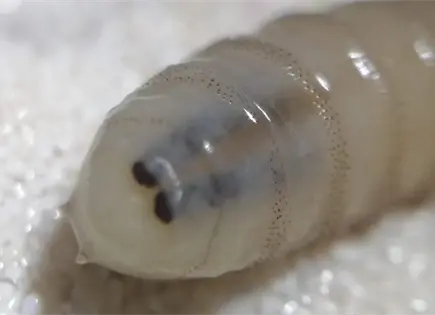 Reportan dos nuevos casos de miasis por barrenador en humanos Reportan dos nuevos casos de miasis por barrenador en humanos