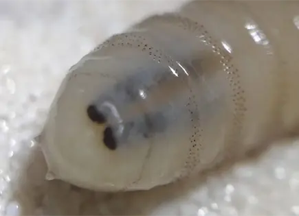 Dos humanos m&aacute;s infectados de barrenador