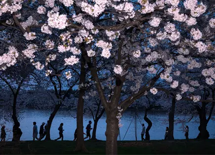 Floraci&oacute;n m&aacute;xima de cerezos en Washington marca inicio de festival