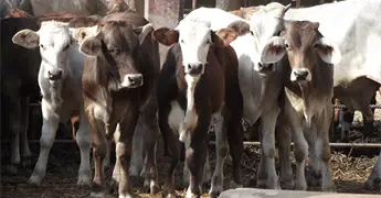 Sheinbaum ve posible apertura gradual de frontera para ganado