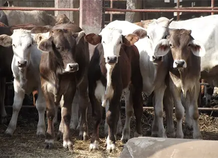 Sheinbaum ve posible apertura gradual de frontera para ganado
