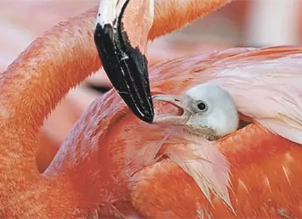 Documental Flamingos, en Cineteca Alameda