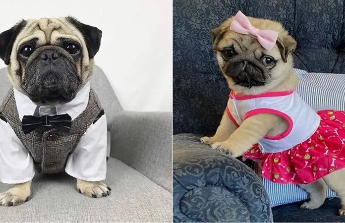 CÓMO ARRUINAMOS A NUESTROS PERRITOS