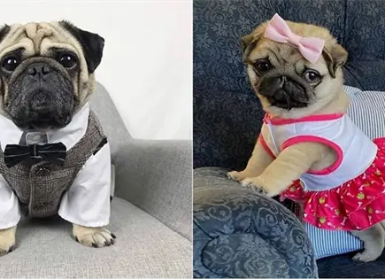 C&Oacute;MO ARRUINAMOS A NUESTROS PERRITOS