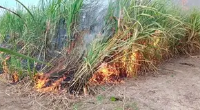 Sugieren no hacer quemas a cañeros