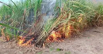 Sugieren no hacer quemas a ca&ntilde;eros